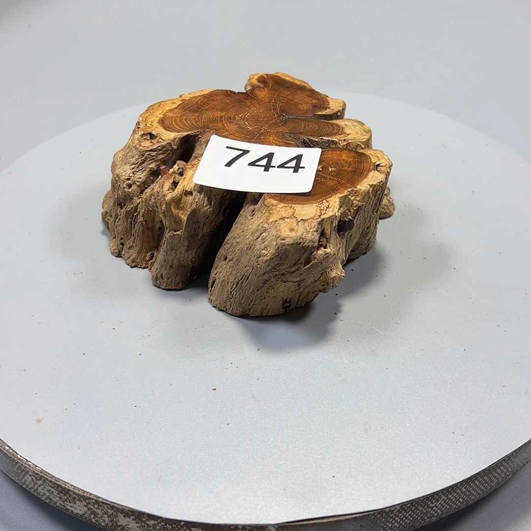 大果紫檀（缅甸花梨）風*