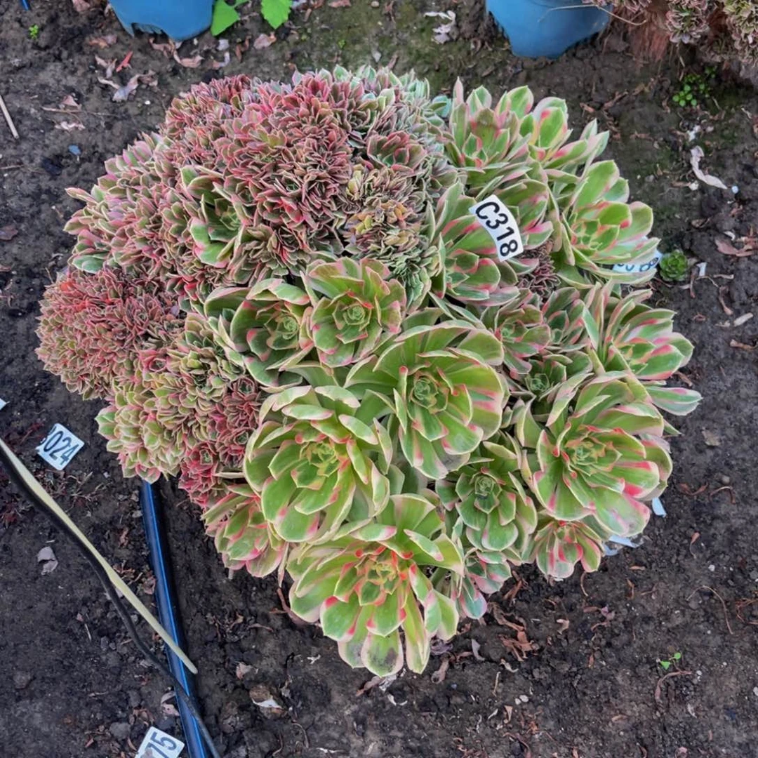 女郎法师16////45包邮