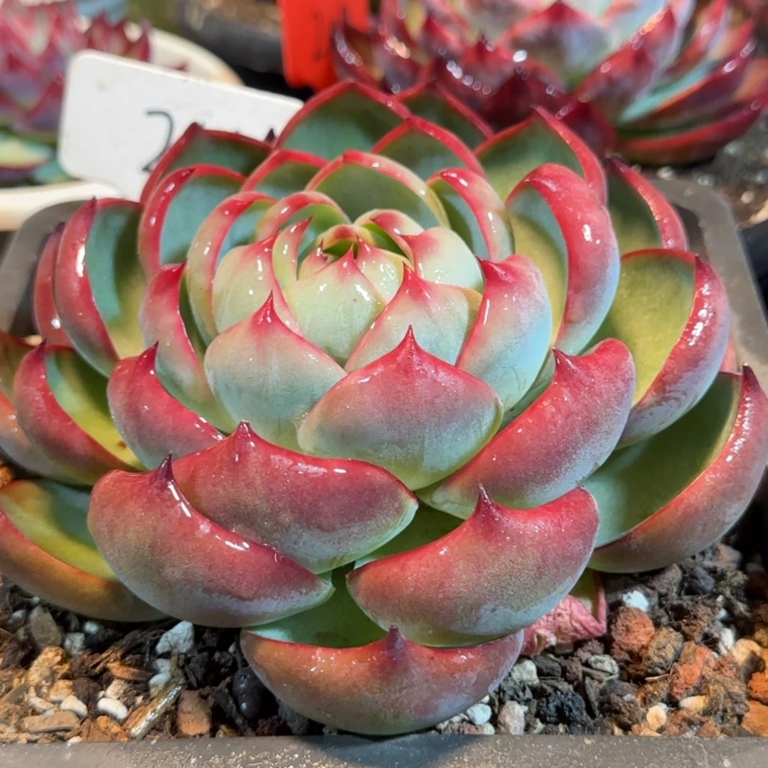 惊鸿一物一拍包装收缩花旱216