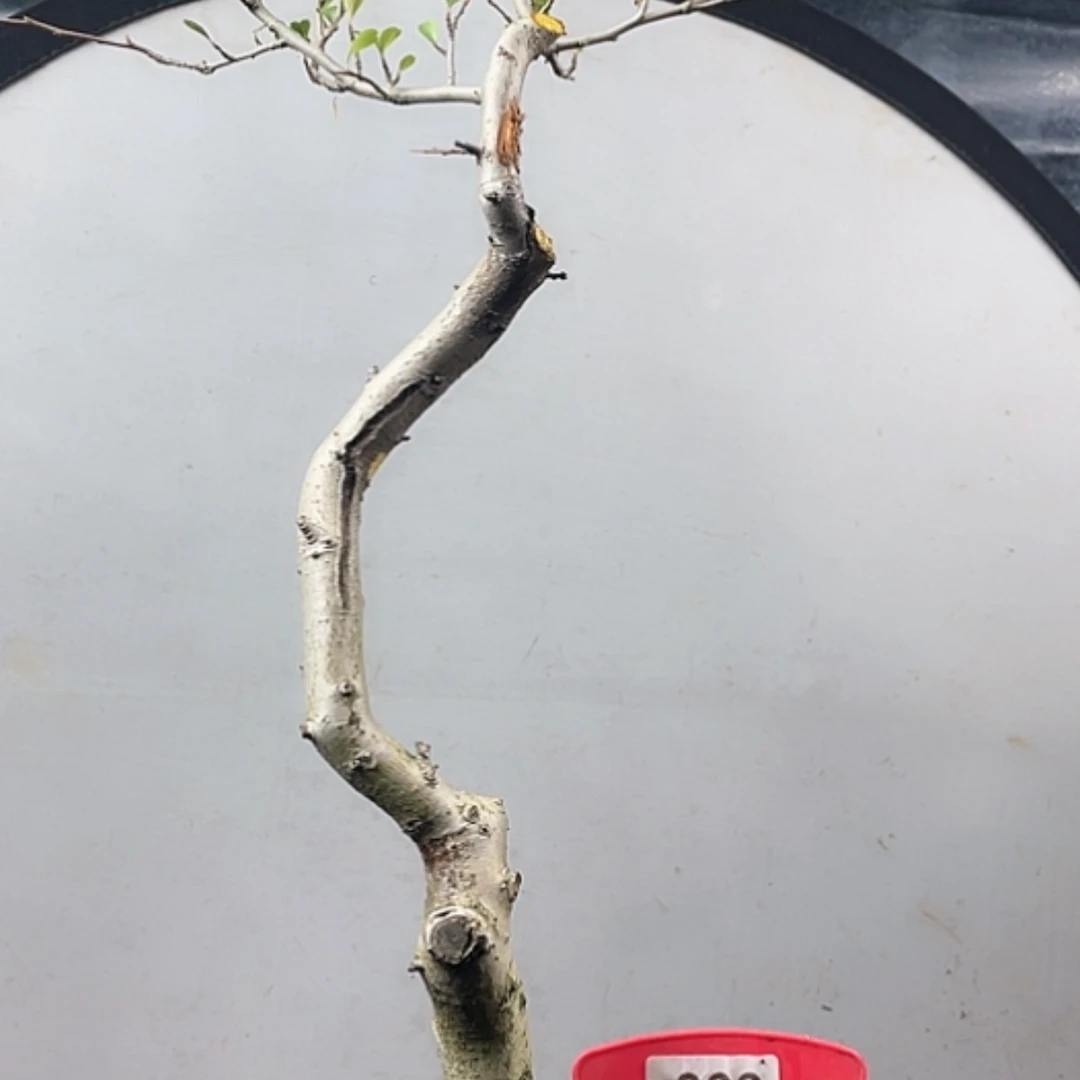 【闪购商品】无花朵066