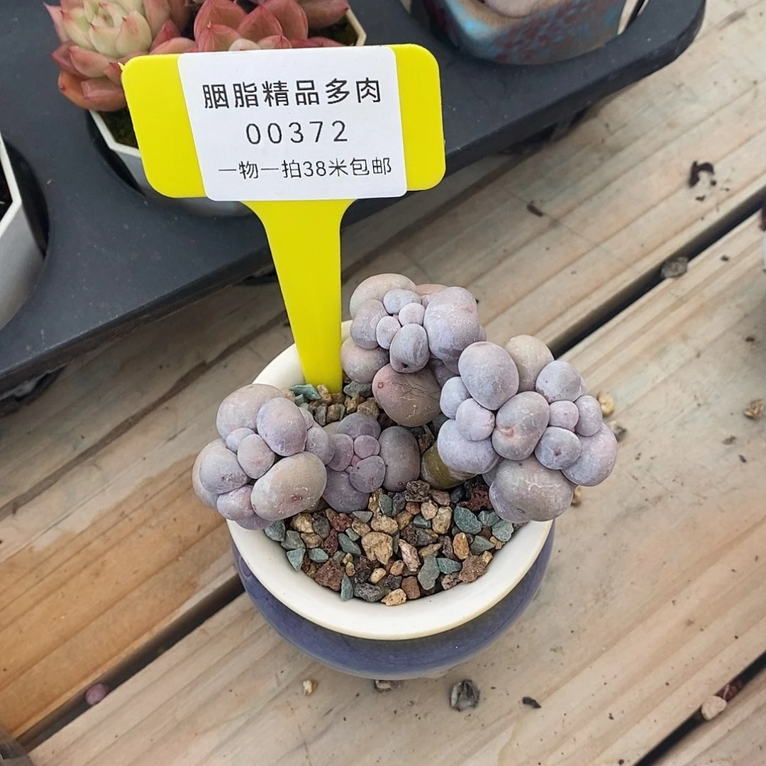 72莉莉共谋孙女哦哦哦哦哦哦