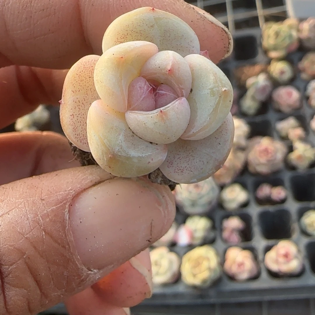 多肉小卡拉米糖心一物一拍