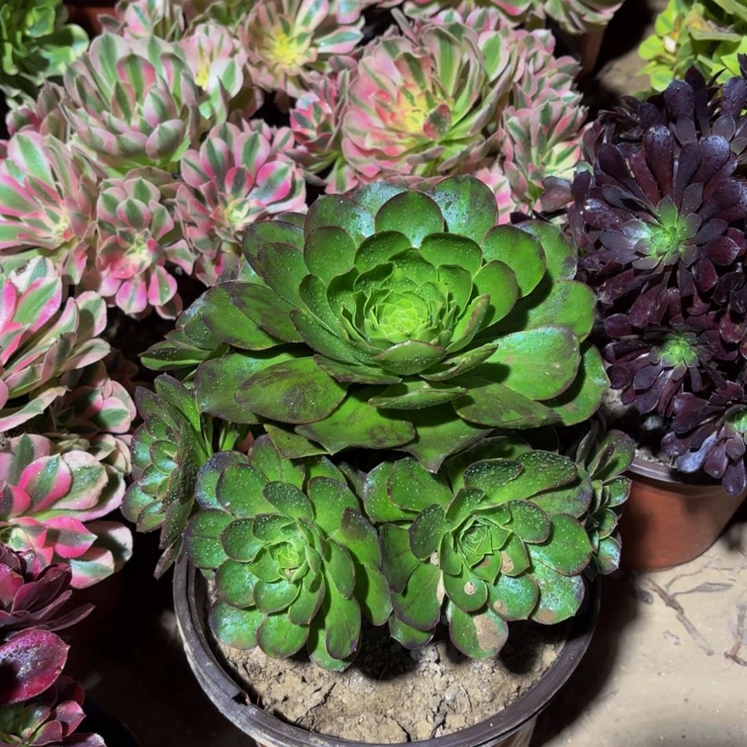 魅金玫瑰9.9法师多肉木质