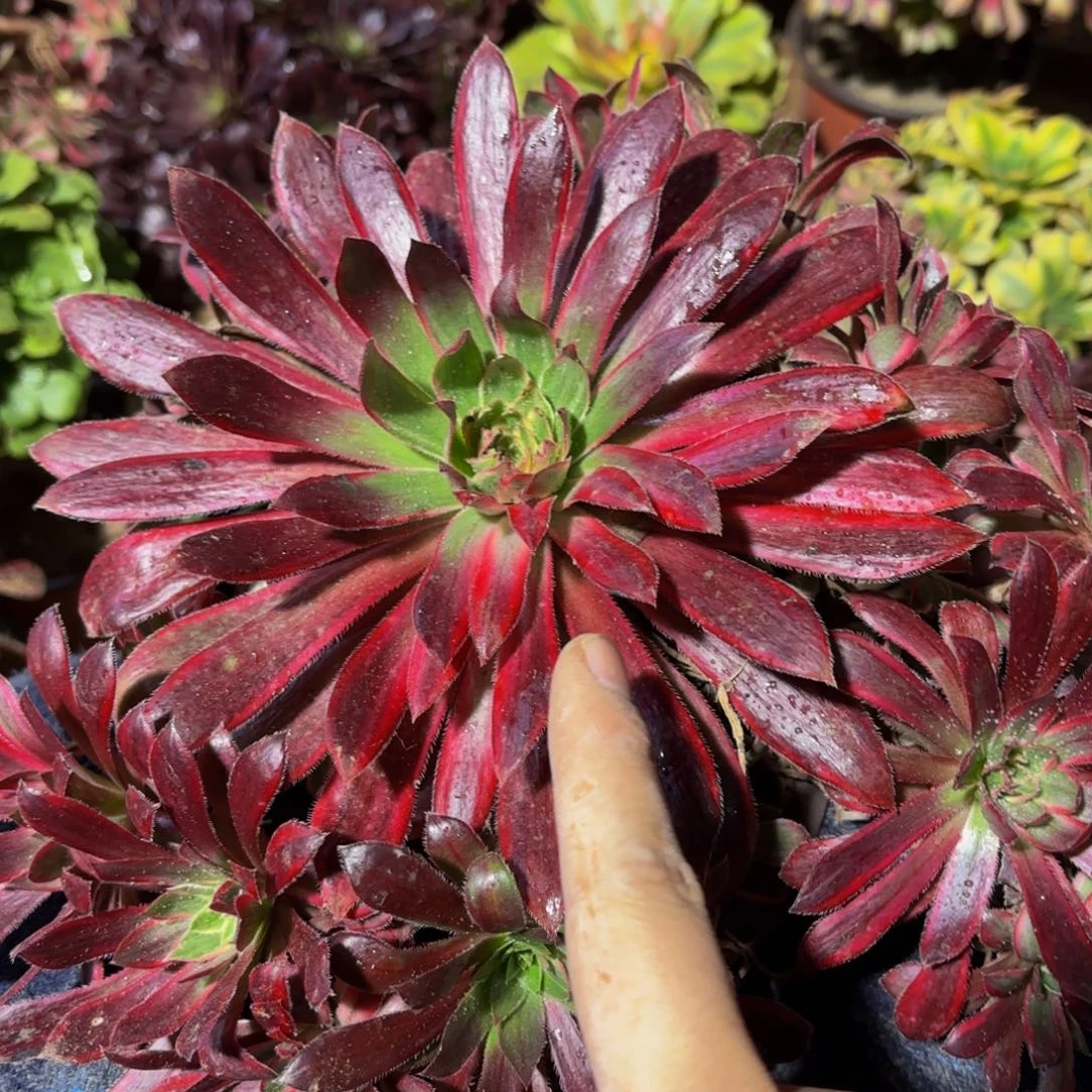 孔雀锦9.9法师多肉木质