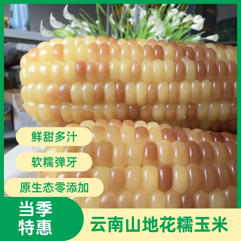 云南版纳花香糯玉米新鲜真空包装甜糯即食代餐粗粮