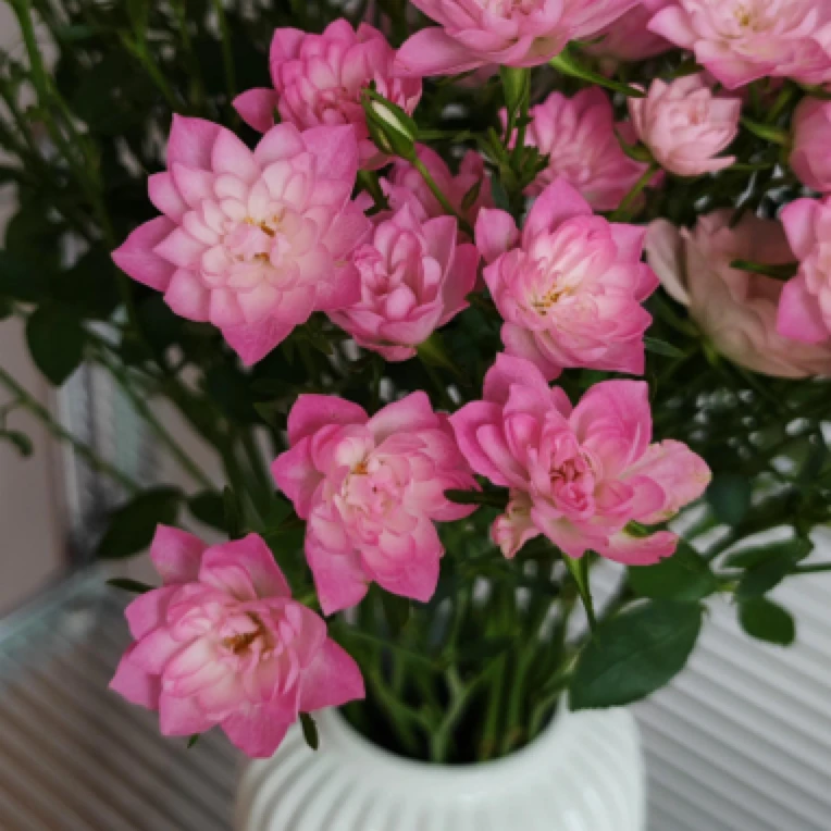 《一加仑  天河繁星》微月阳台月季