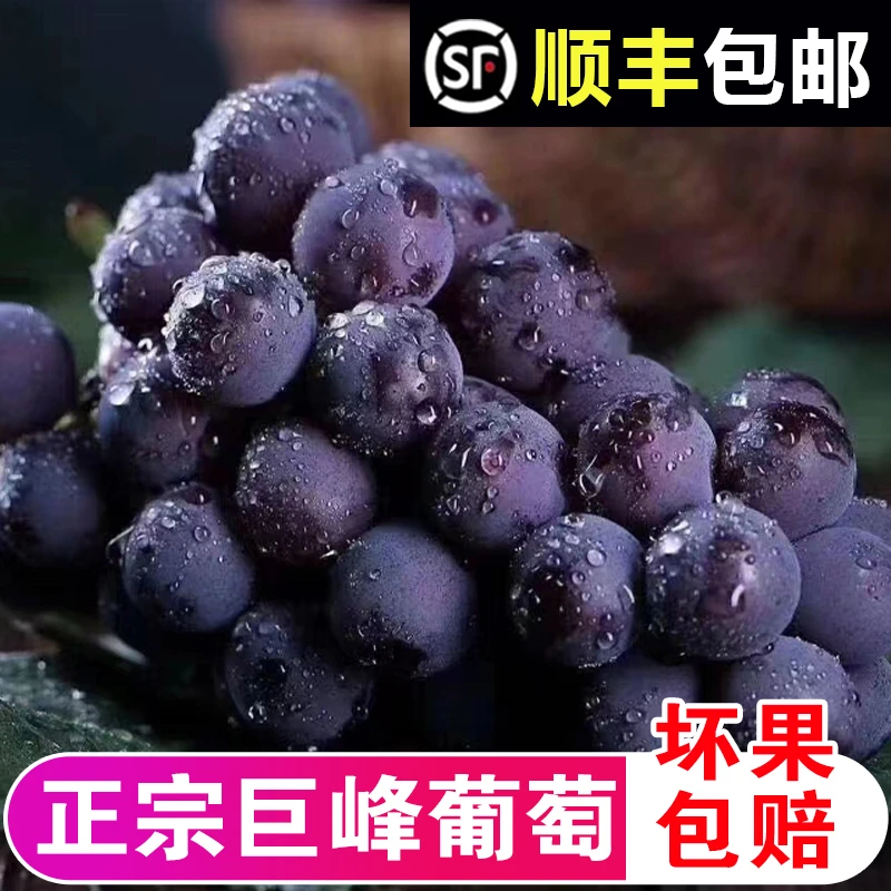 新鲜巨峰葡萄东北农家大葡萄孕妇宝宝高品质水果包邮甜非夏黑葡萄