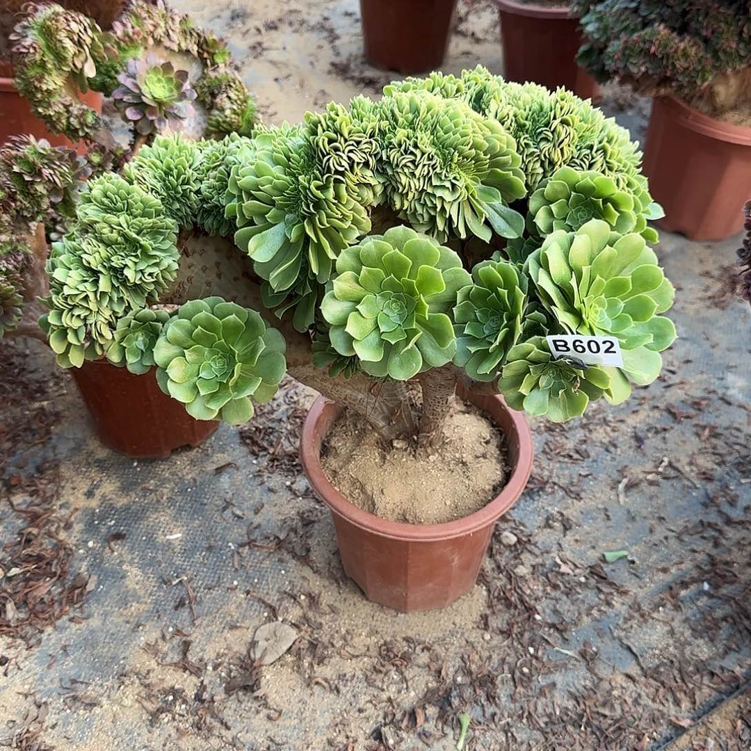 602绿缀一颗呀呀呀