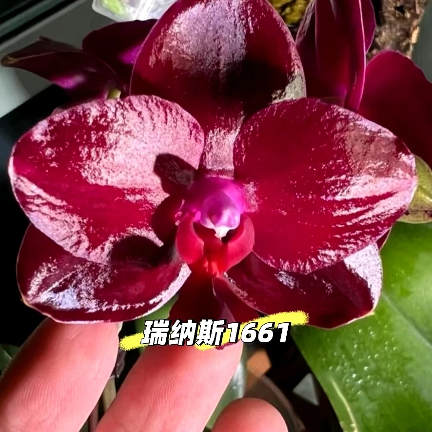 蝴蝶兰瑞纳斯1661稀缺品种蝴蝶兰四季开花室内绿植盆栽