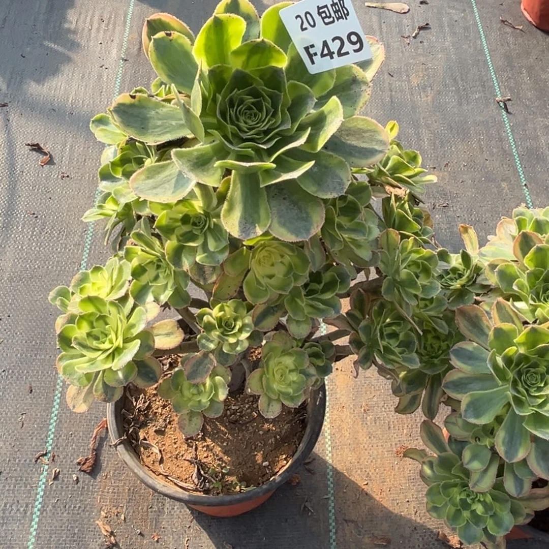 429白兰地，多肉法师