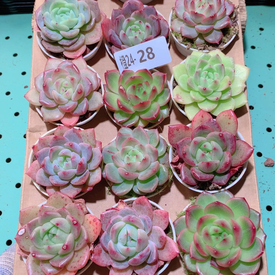 24-28一物一拍多肉带盆18颗