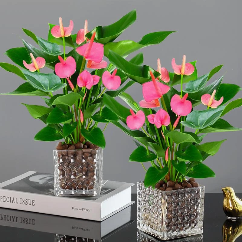 粉掌白掌盆栽植物室内花卉好养水培一帆风顺红掌水养四季常青绿植
