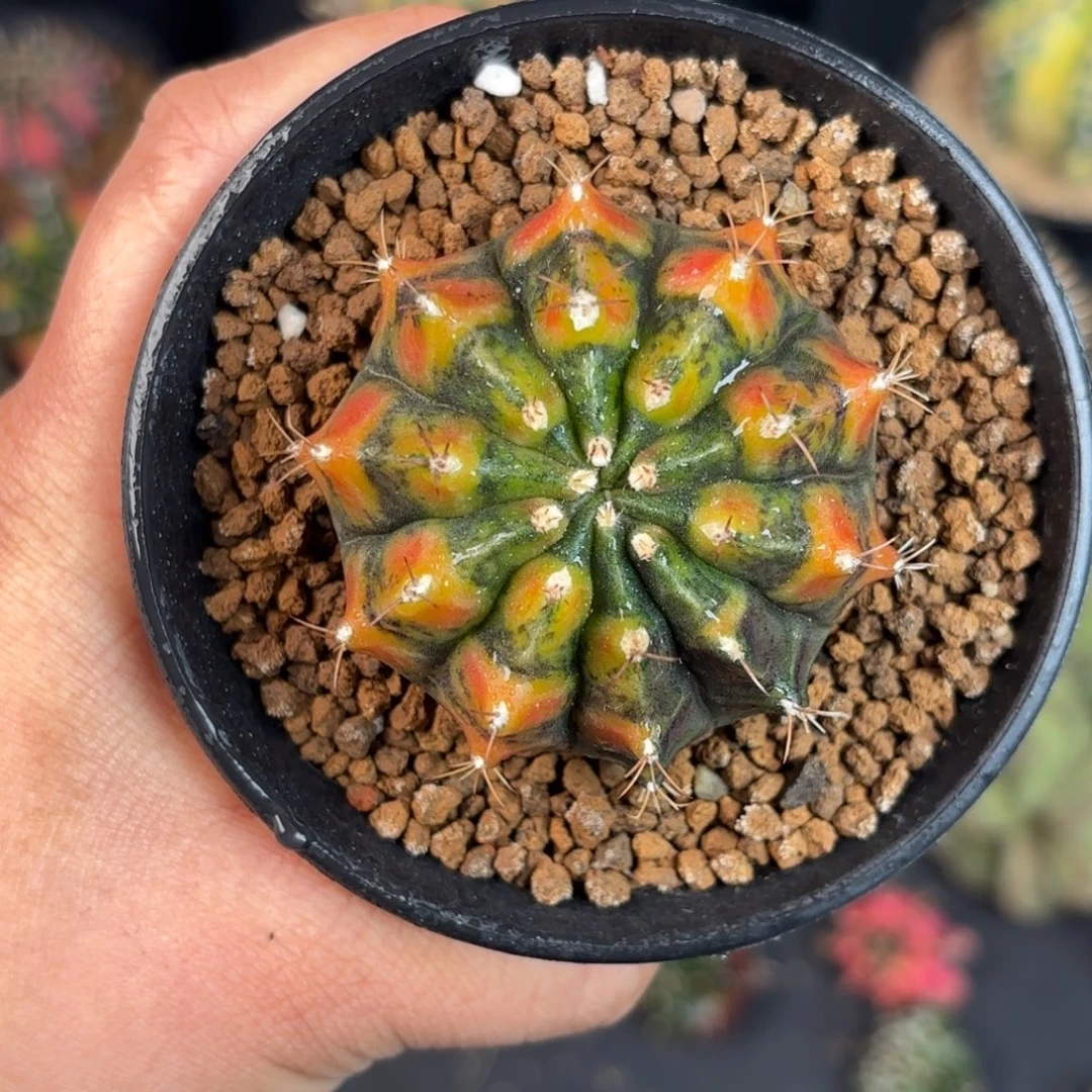 泰系米哈实生仙人球99