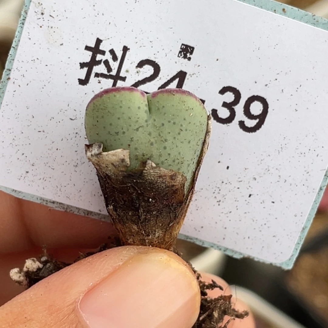 24-39爱心将多肉植物