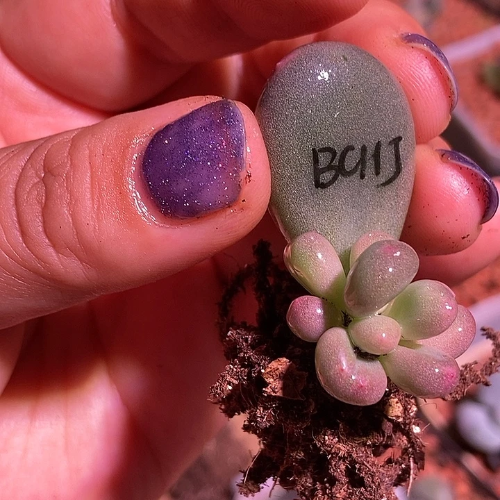 白彩虹奶酪锦多肉植物