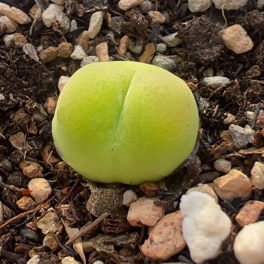 粉o泡多肉植物百科