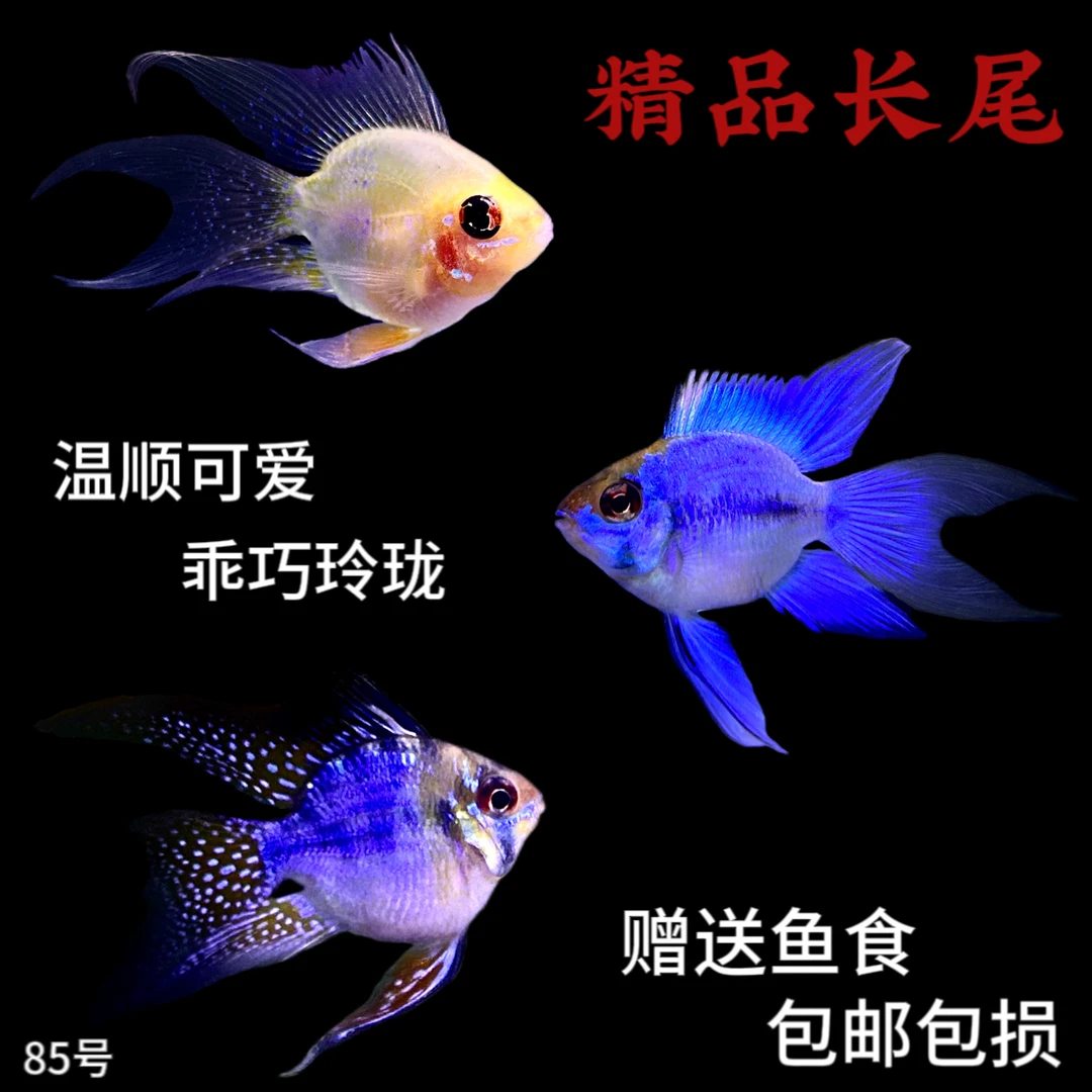 金波子蓝波子凤凰短鲷热带观赏鱼阿凡达桃心长尾