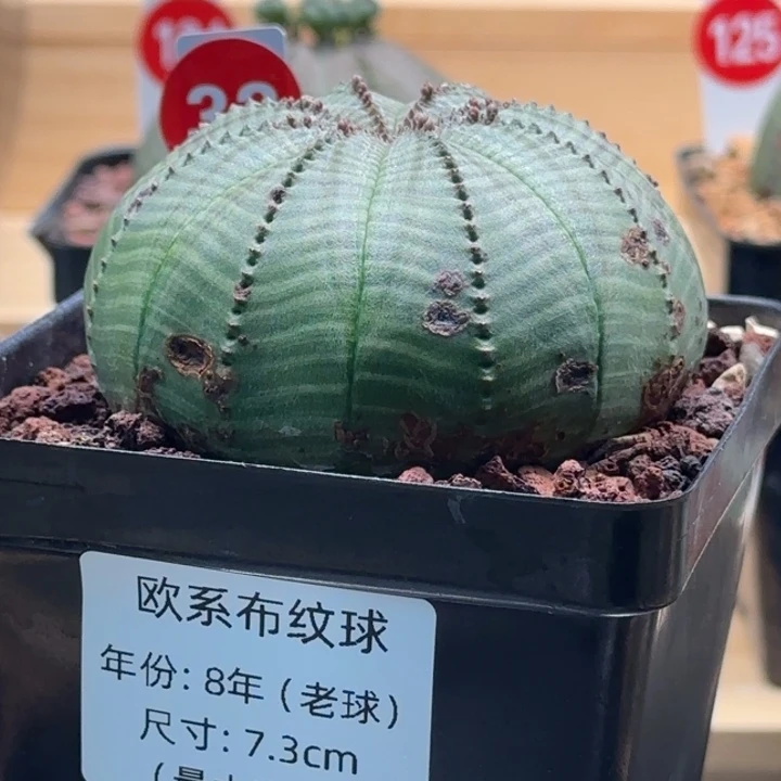 32号（欧系布纹八年老球）实生带盆（尺寸直径）-（ 7.3 ）厘米