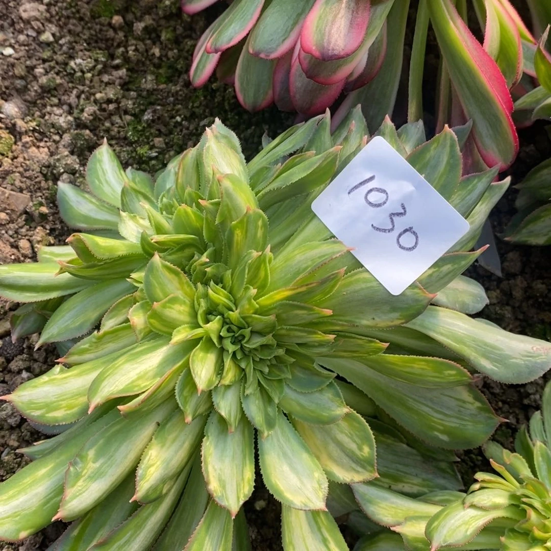 1030幻影缀多肉植物