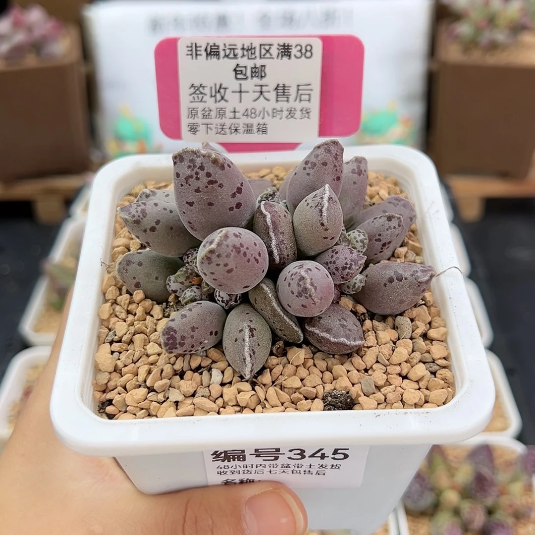 345白肌海豹多肉