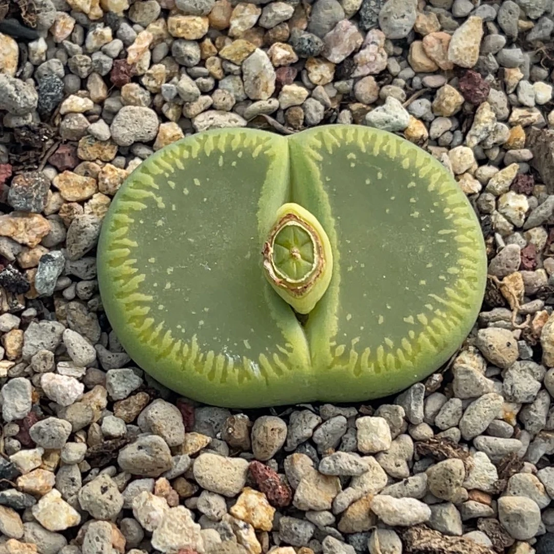 7593净窗绿光阳一颗3.4