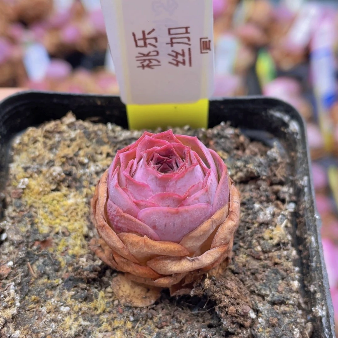 山地玫瑰桃乐丝加冕J495