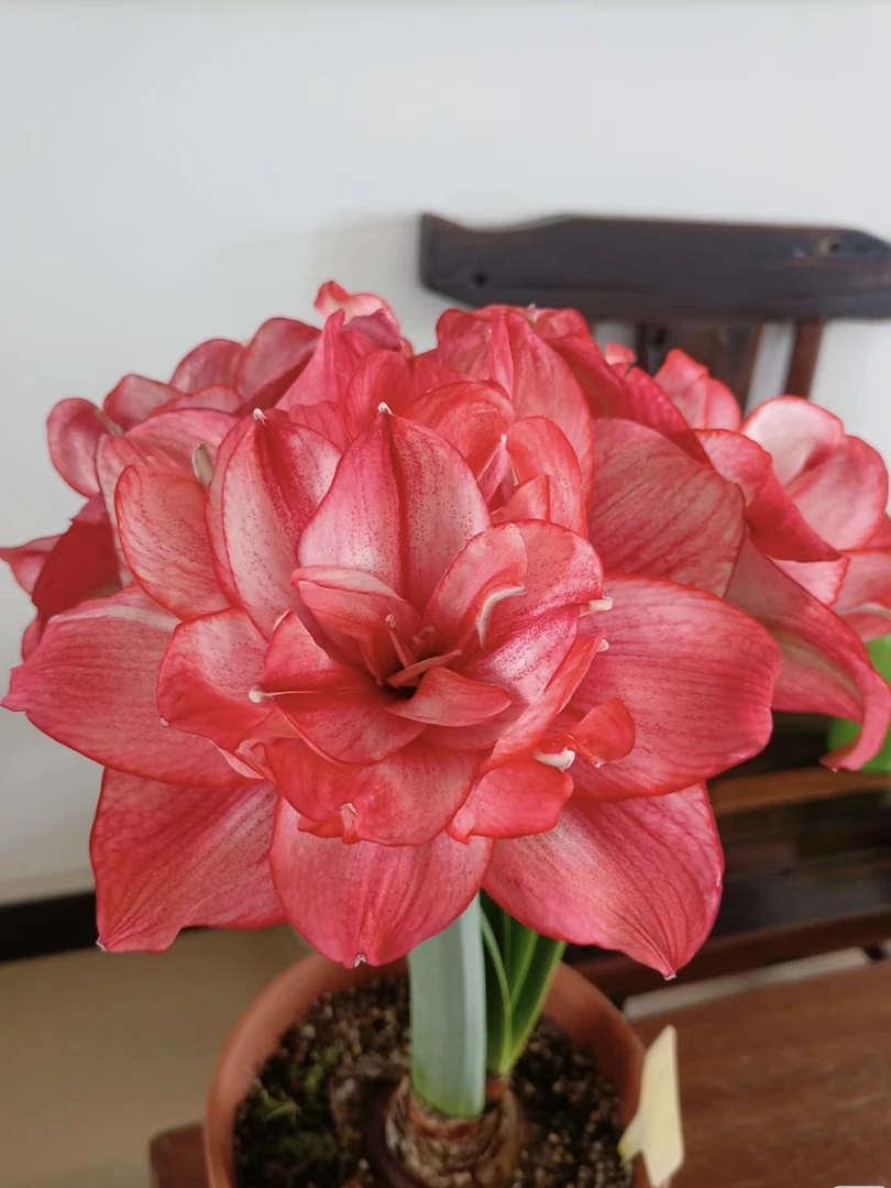 自然球《西瓜酒直径5.5+》1颗重瓣朱顶红裸球发