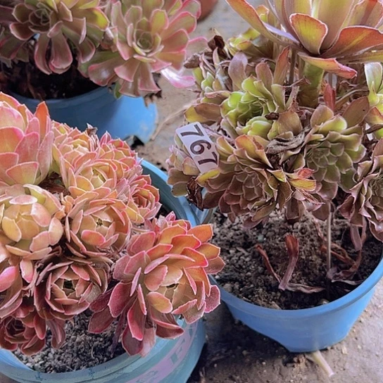 疗***坞多肉植物两个法师