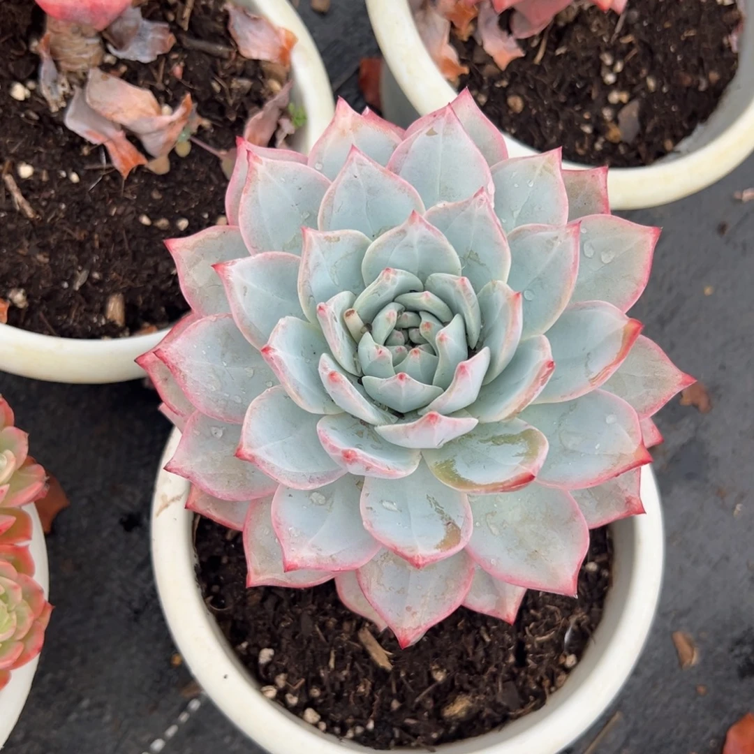 多肉单头粉蓝鸟【非偏远满18包邮】