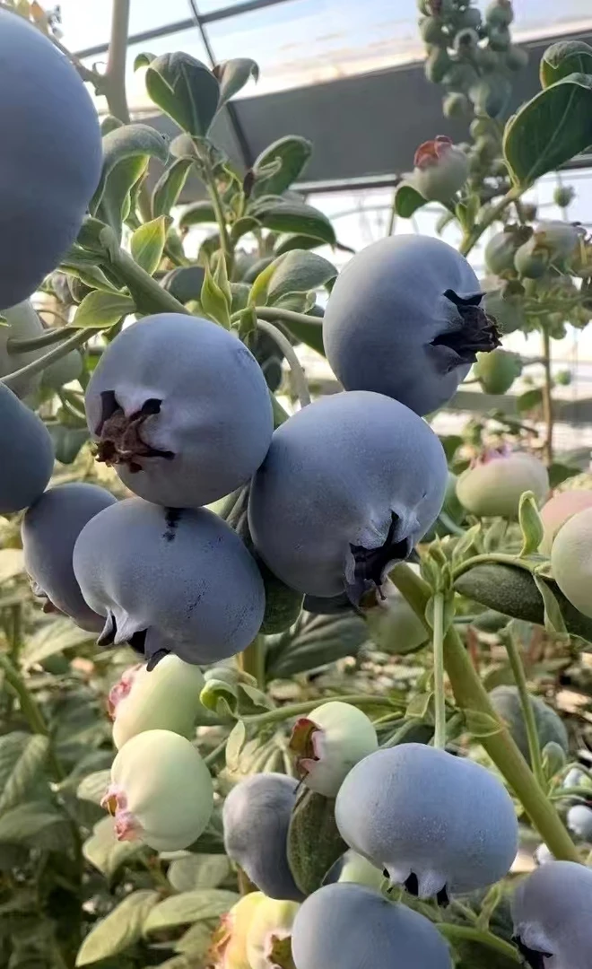 【年货必备】新鲜现摘现发蓝莓孕妇水果宝宝辅食当季云南高山蓝莓王