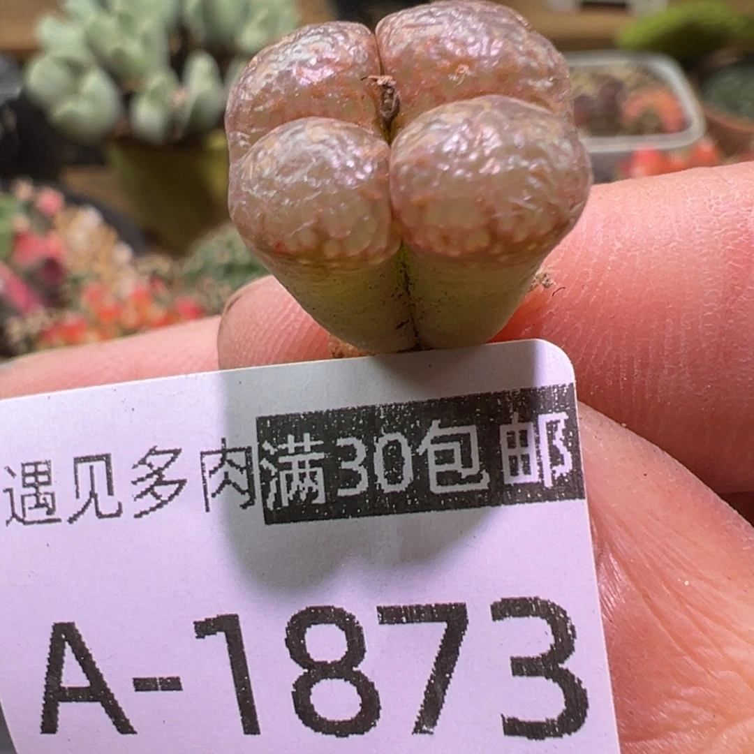 姬***君多肉植物11111111111