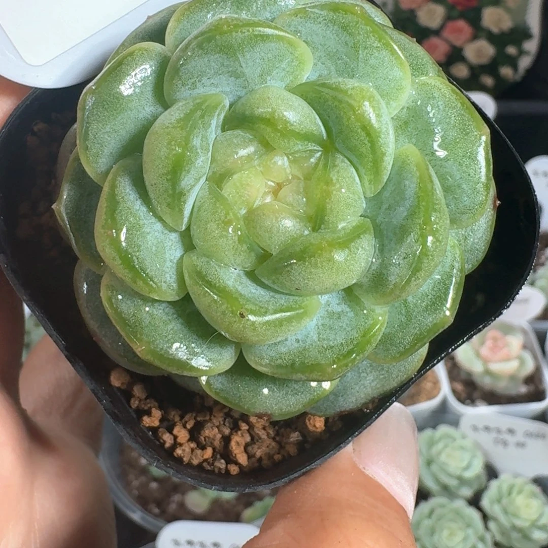 0626-077-远山黛单头