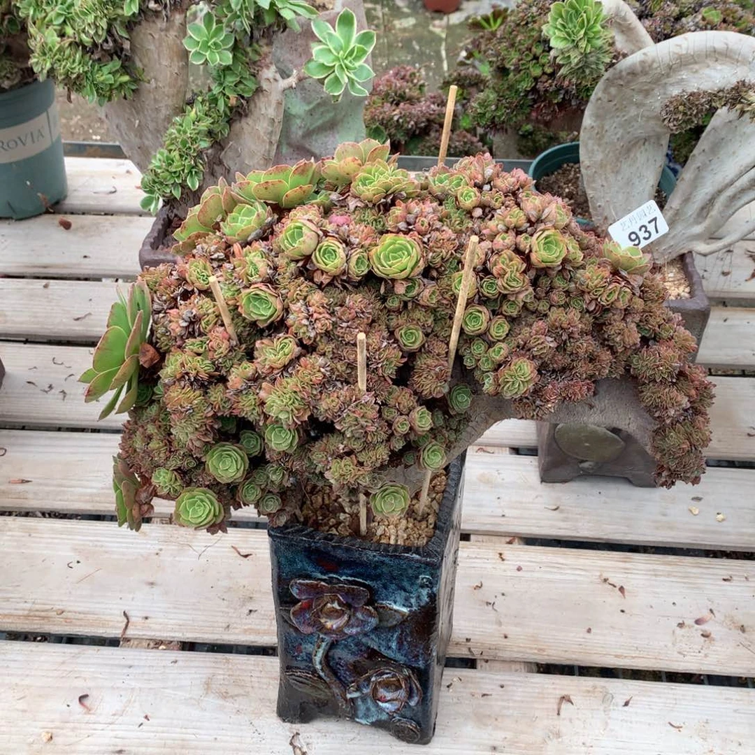 937万圣节朵朵一颗