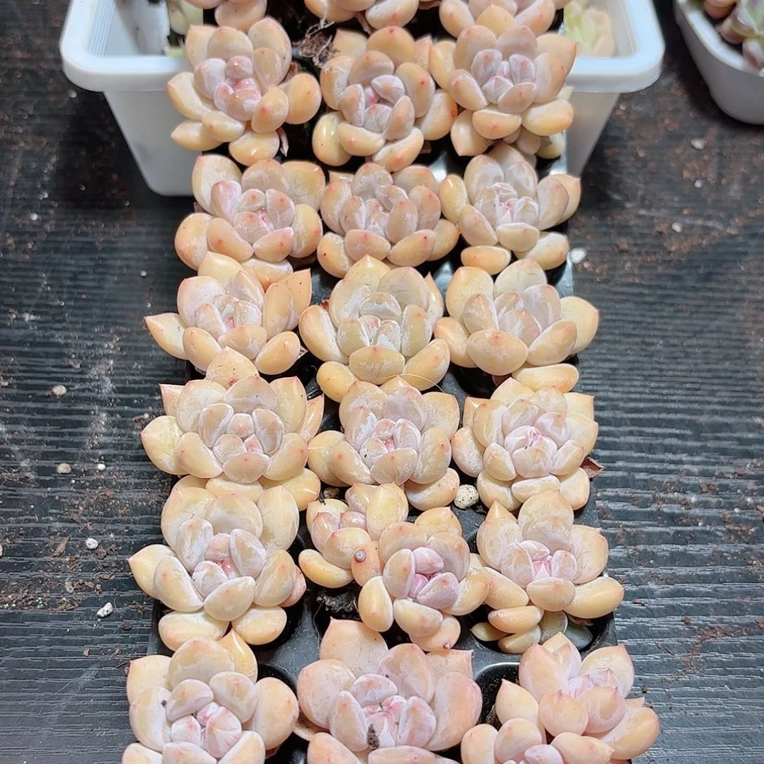 如图品质21颗香橙 新疆西藏内蒙 不发货