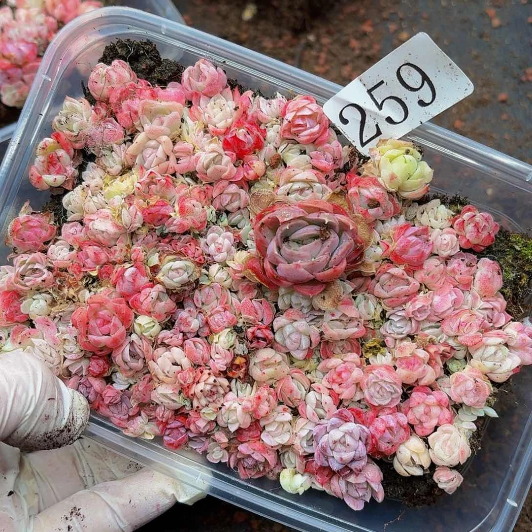 多肉植物多肉植物259