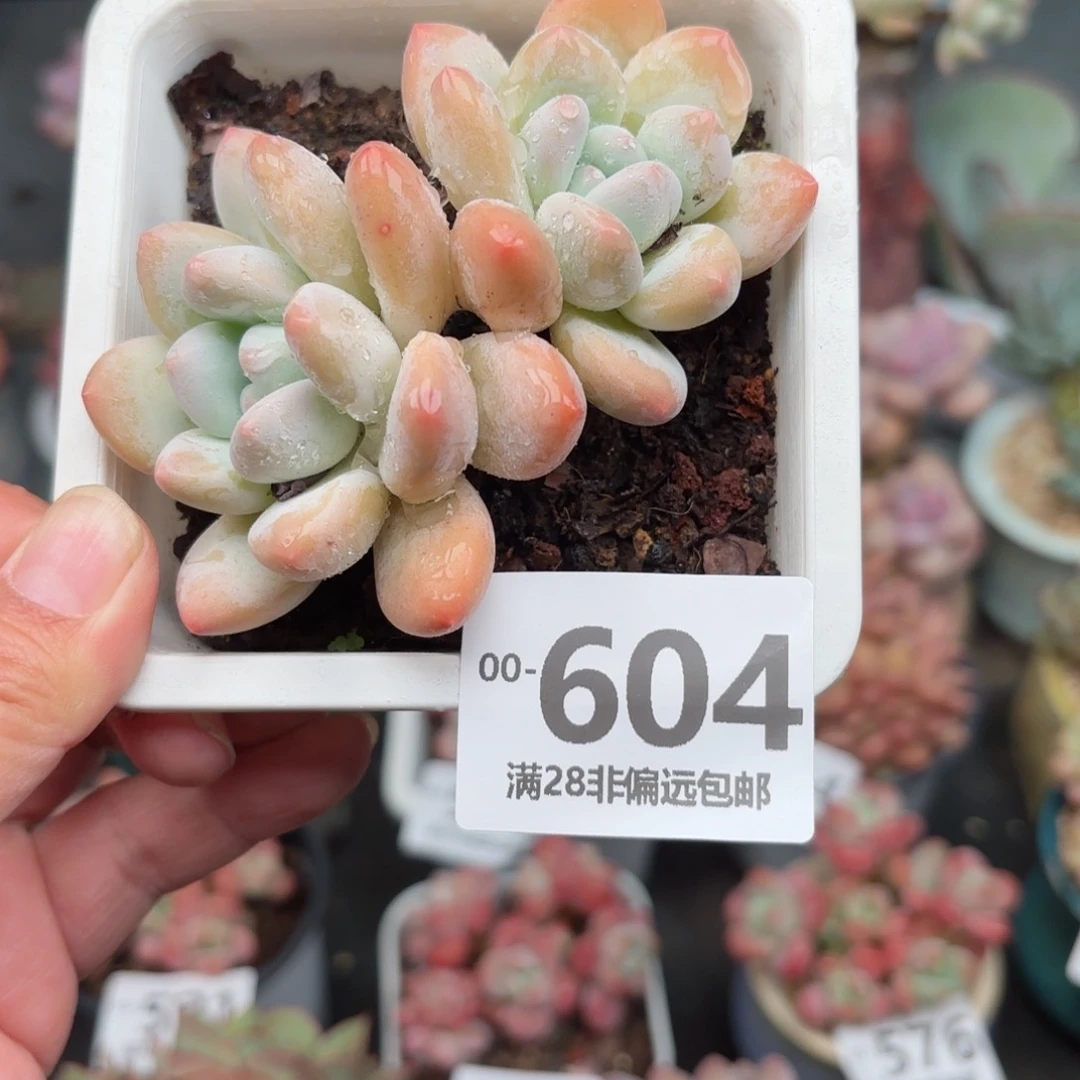 香水老桩多肉多多