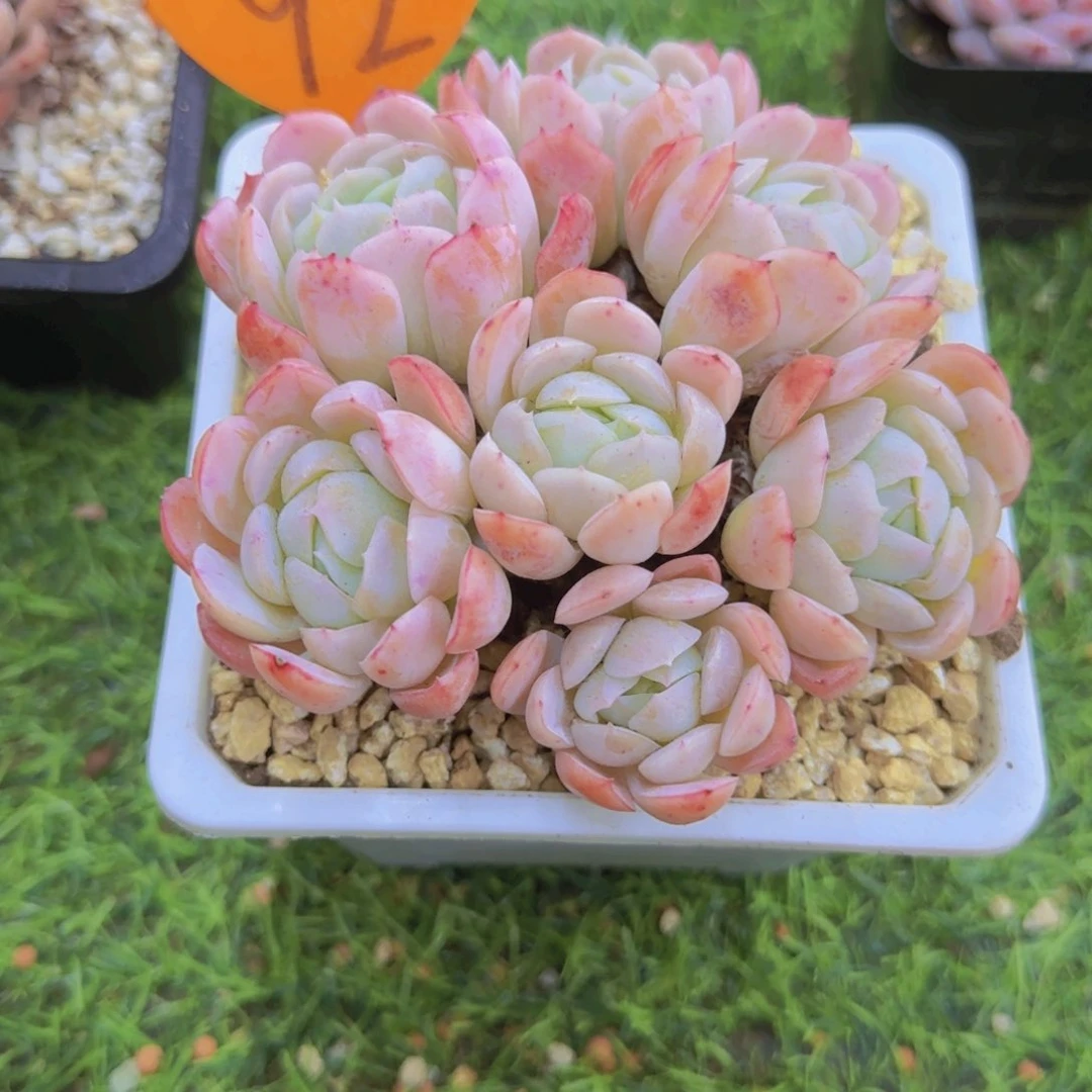 影****叶92多肉植物一物一拍