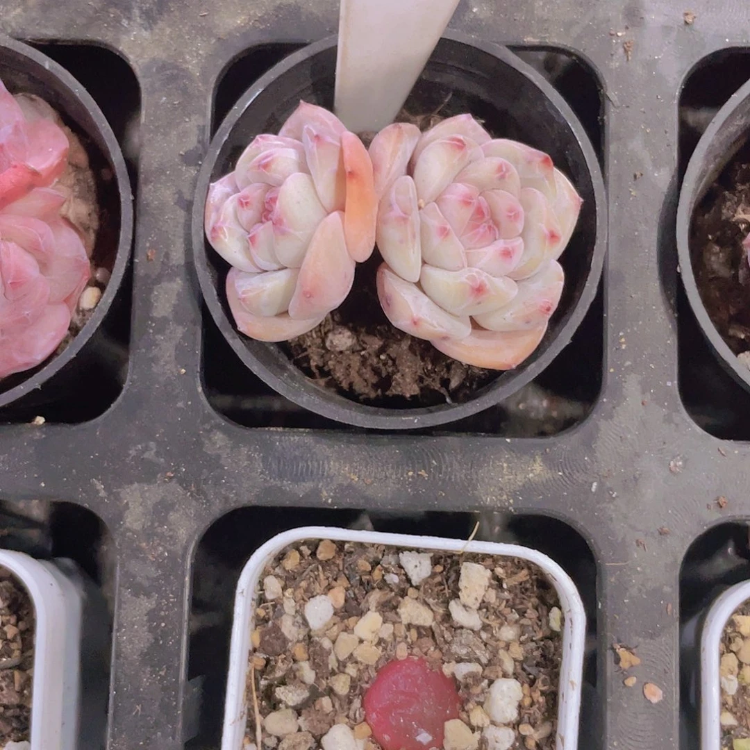 M**s橙子杂a068一物一拍