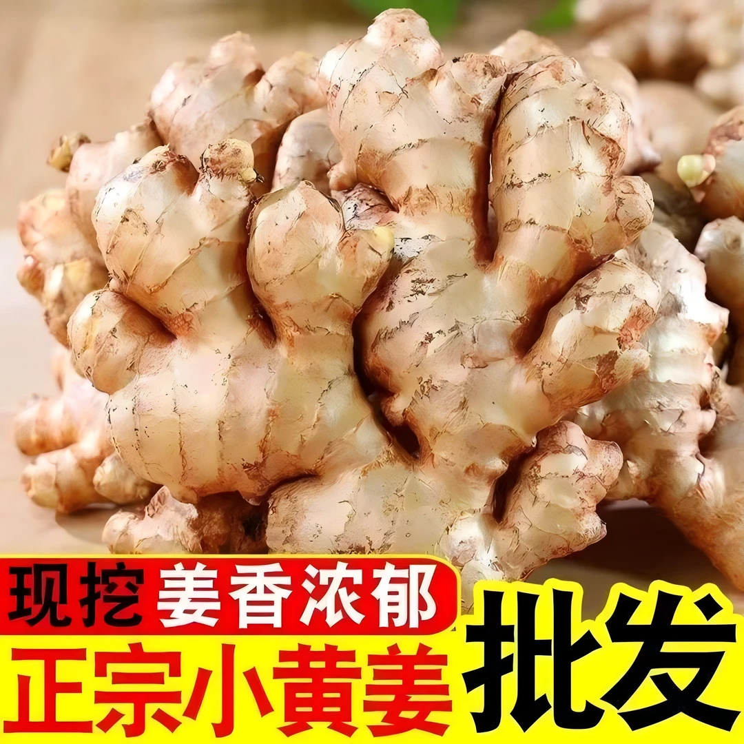 新鲜小黄姜现挖云南高山小黄姜生姜香辣味足鲜姜蔬菜