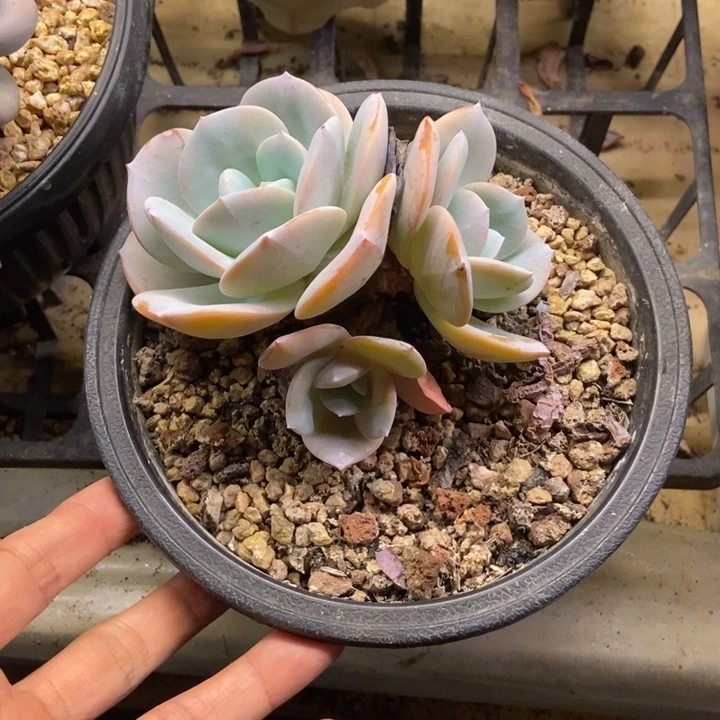 成***长多肉植物一物一拍