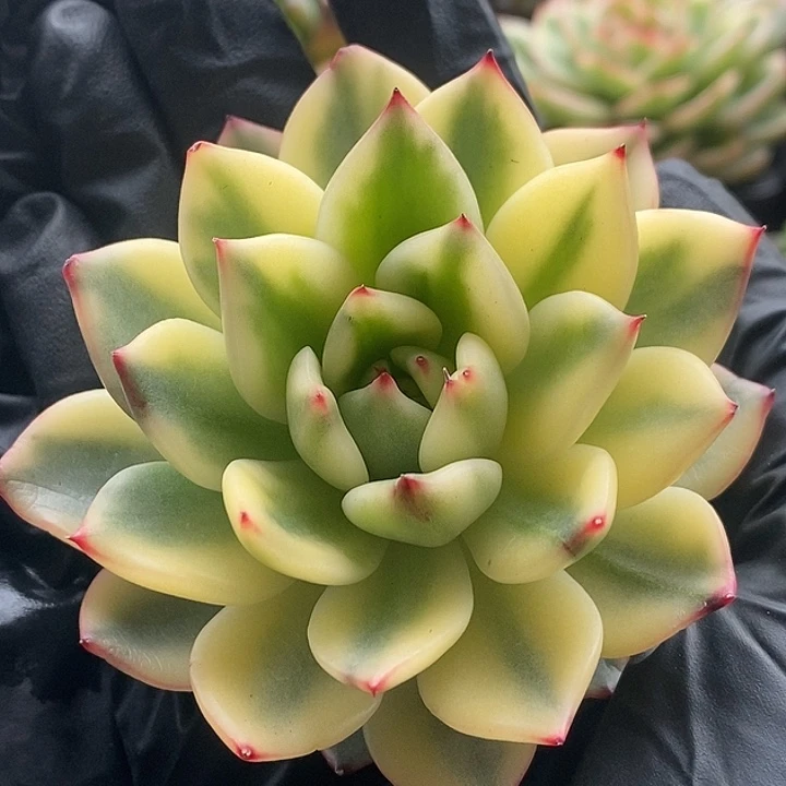 东云锦腹轮大单头