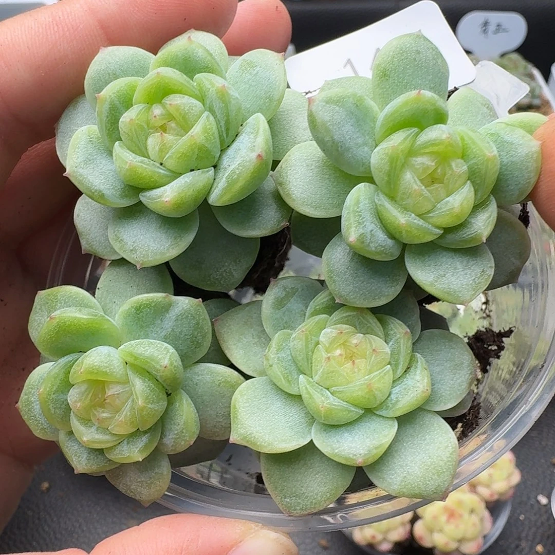 一物一拍一物一拍918-144