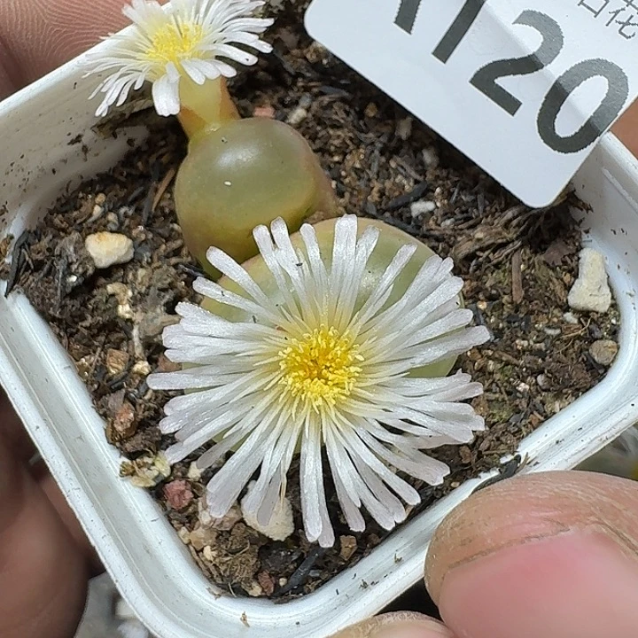 120 多肉植物多肉植物