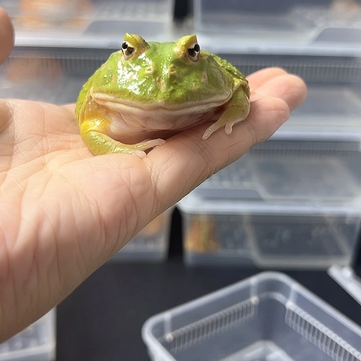 角蛙抹茶角蛙7-8cm