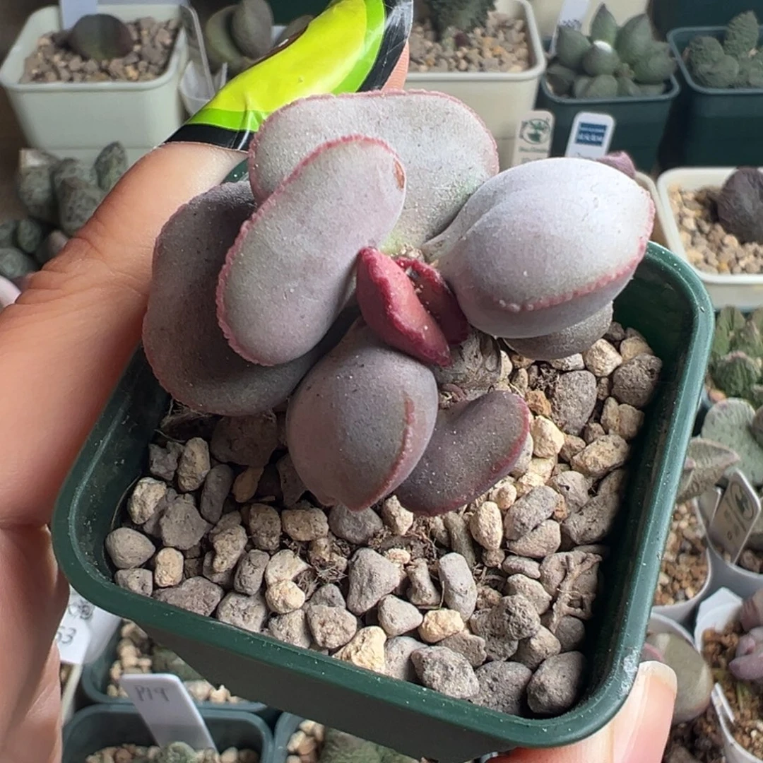 848老桩一颗红蛋胖嘟嘟一颗