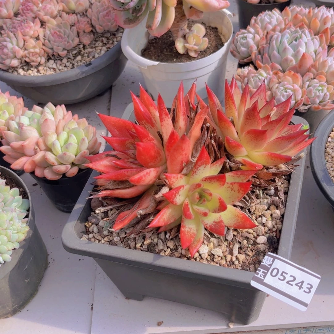 秋***歌红枫多肉植物05243