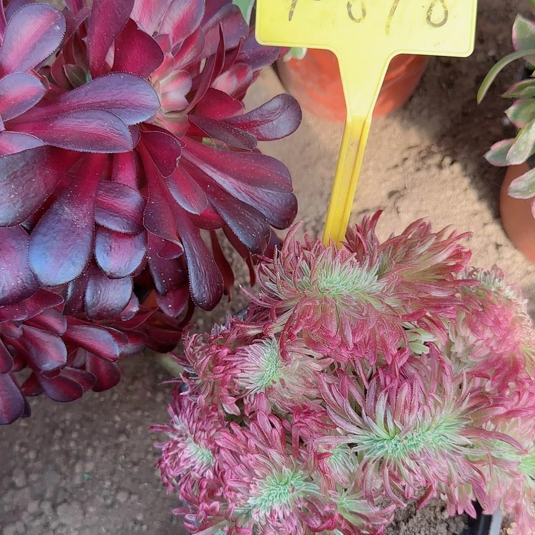 4-878---金丝菊缀化