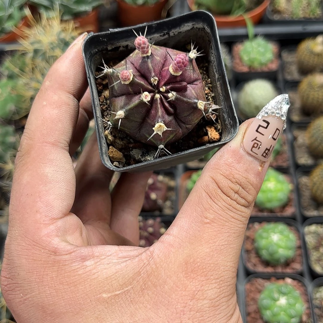 就这个鸟东西单头发货有根