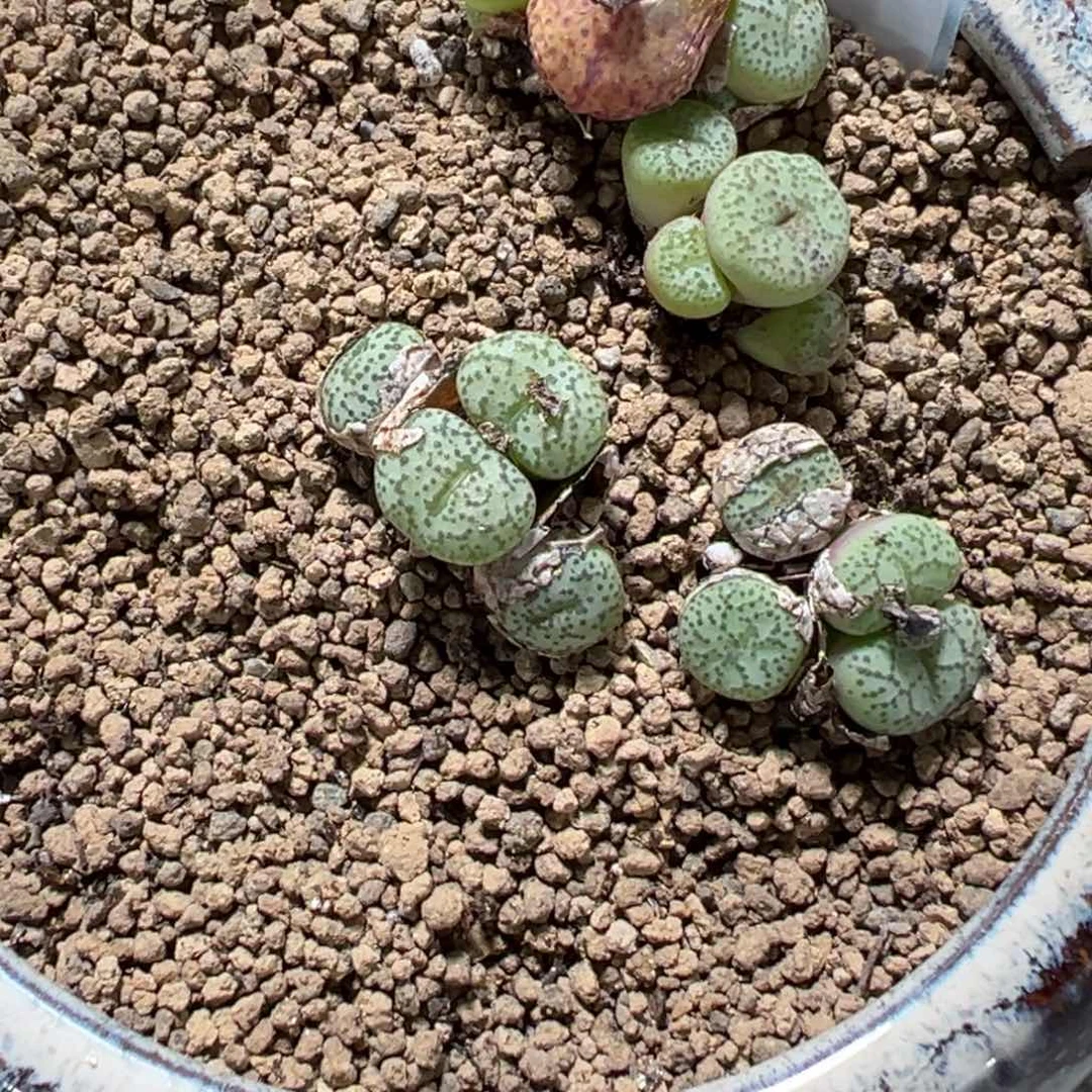 1-90量拍金桔杂毛一颗多肉