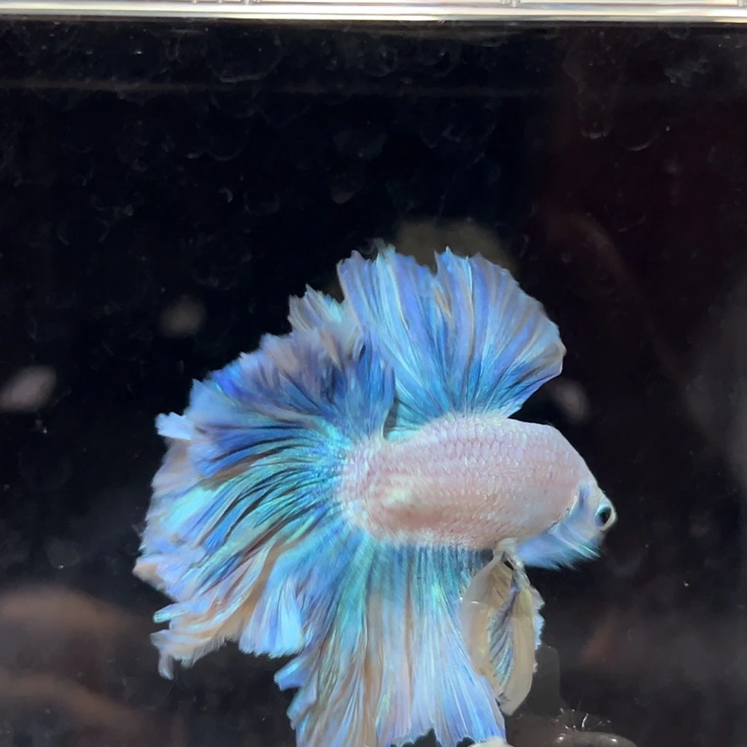 海水6号蓝天白云绣球
